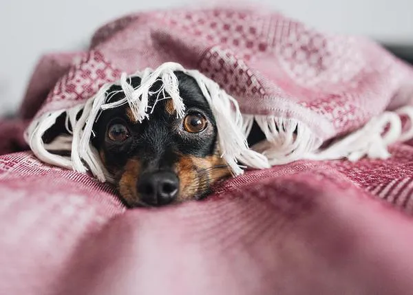 Cómo ayudar a perros con miedo en los micro-paseos durante el confinamiento por el COVID-19