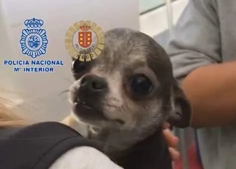 La Policía desmantela un criadero ilegal de chihuahuas en Meco: llevaban años vendiendo perros que vivían en condiciones deplorables