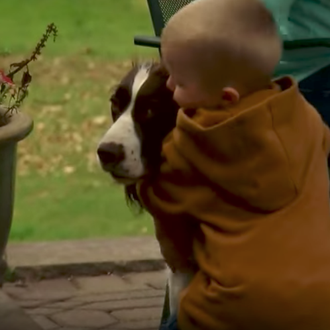 Un niño pequeño perdido en medio de un gran maizal …