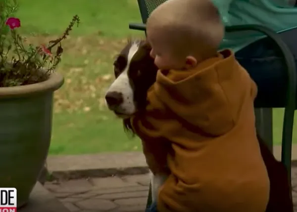 Un niño pequeño perdido en medio de un gran maizal localizado gracias a su perra