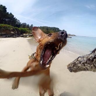 ¡Vivan los paseos felices! Chulísimas fotos y vídeos del #momentoguau …