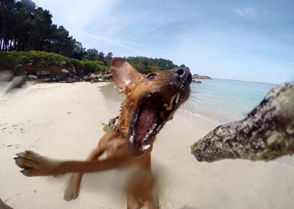 ¡Vivan los paseos felices! Chulísimas fotos y vídeos del #momentoguau de vuestros canes