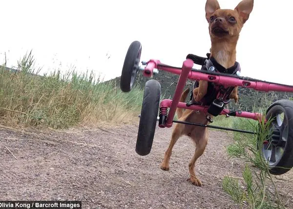 Una intrépida y feliz chihuahua de dos patas que no deja que nada ni nadie la pare