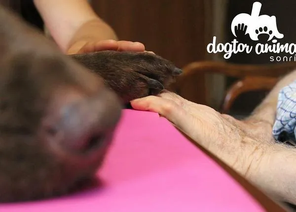 Ver y acariciar perros promueve la atención social en las personas