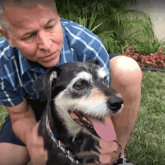 La tercera vida feliz de un abuelete perruno: un can …