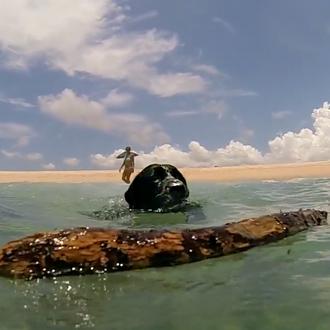 Verano azul, versión perruna: un vídeo para soñar con las …
