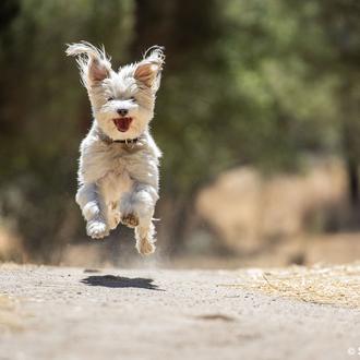 La salud de los perros en verano: el golpe de …