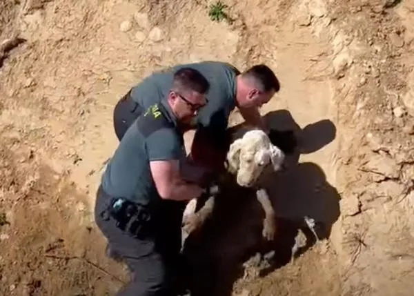 La Guardia Civil rescata a un Dogo Argentino que estaba atrapado en un lodazal