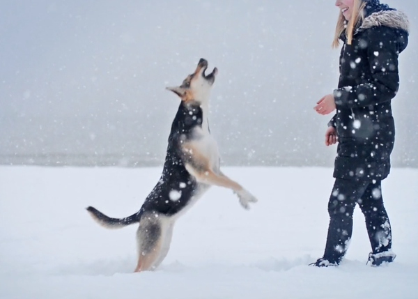Al mal tiempo, buena pata: perros disfrutones en la nieve