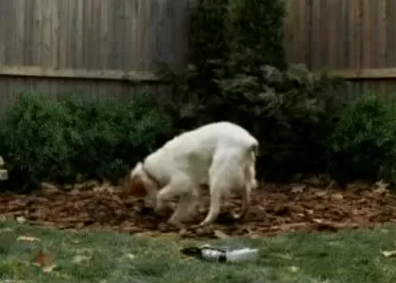 Sácame a pasear: porque los canes saben lo bien que sienta irse de cañas en buena compañía :-)