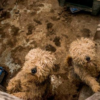 Denuncian a un criadero de perros en Tres Cantos por …