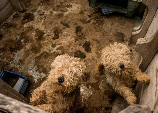Calígrafo Casco multa Denuncian a un criadero de perros en Tres Cantos por las nefastas  condiciones en las que