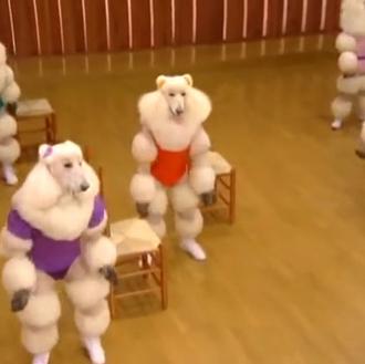 El vídeo perruno más raruno del universo, garantizado: una clase …