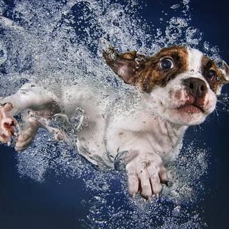 Cachorritos bajo el agua: un libro maravilloso con dos grandes …