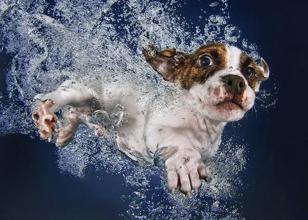 Cachorritos bajo el agua: un libro maravilloso con dos grandes mensajes, seguridad y solidaridad