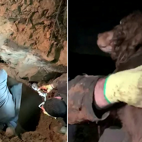 Una perra sorda milagrosamente rescatada tras pasar 30 horas dentro …
