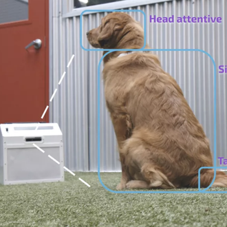 Llega la educación canina 