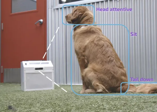 Llega la educación canina 