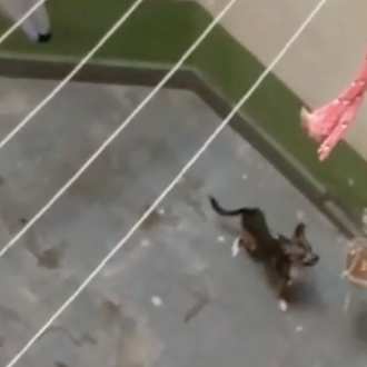 Un perro esquelético que sobrevivía gracias a la maña de …