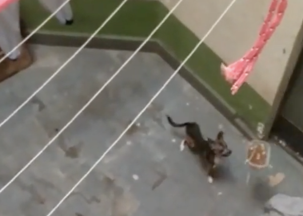 Un perro esquelético que sobrevivía gracias a la maña de una vecina, rescatado por la Guardia Civil
