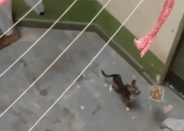 Un perro esquelético que sobrevivía gracias a la maña de una vecina, rescatado por la Guardia Civil