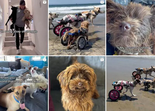 Los imparables: una manada de perros parapléjicos decididos a cambiar el mundo sonrisa a sonrisa