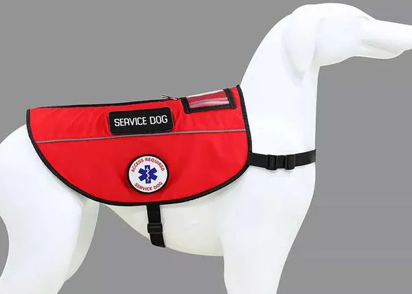 ¿Por qué es tan dañina, además de ilegal, la certificación de falsos perros de asistencia, que se da aún más en verano?