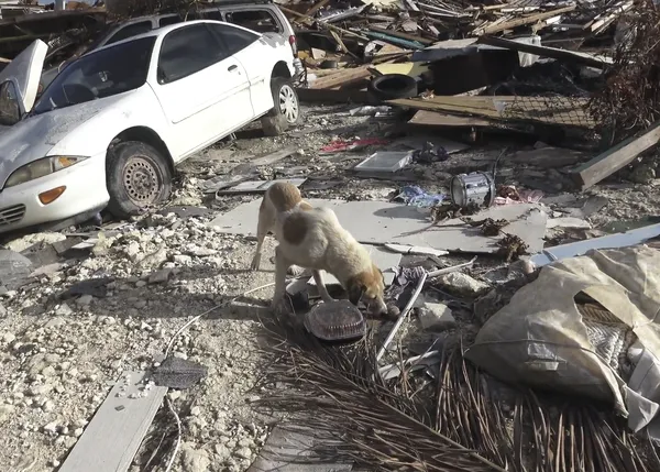 Impresionantes imágenes muestran cómo los drones ayudan a rescatar a los perros que han sobrevivido al Huracán Dorian