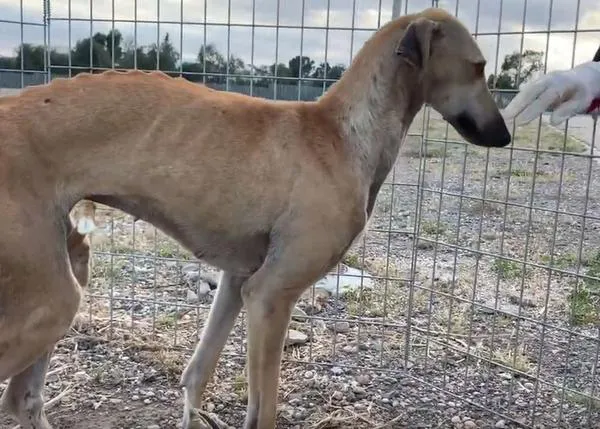 En pleno confinamiento por el coronavirus, rescatan a 7 perros en unas pocas horas