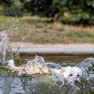 Los perros también pueden ser adolescentes problemáticos
