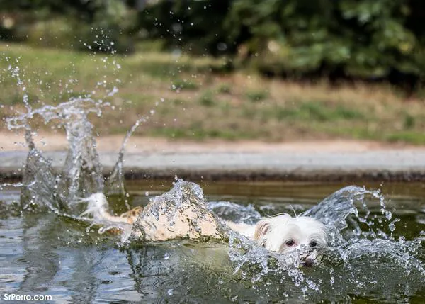 Los perros también pueden ser adolescentes problemáticos