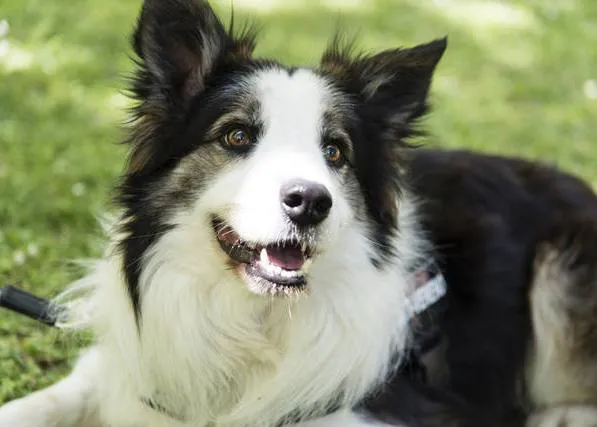 El protector de los perros de Zaragoza: Albatros, el Boder Collie 