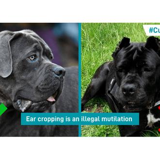 La peligrosa (e ilegal) moda de los perros con las …