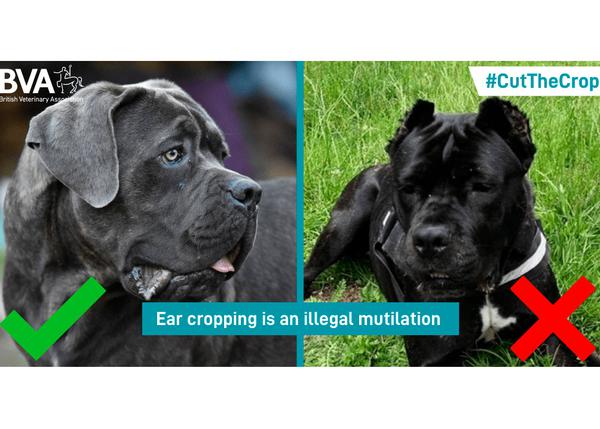 La peligrosa (e ilegal) moda de los perros con las orejas cortadas