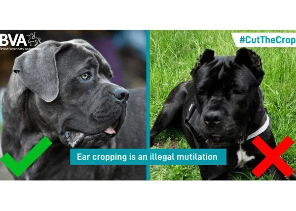 La peligrosa (e ilegal) moda de los perros con las orejas cortadas