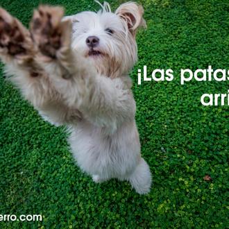 “Las patas arriba” contra el maltrato animal, ¡súmate a la …