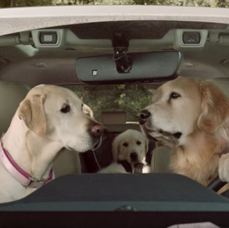 Vuelve la familia de conductores perrunos más genial del mundo …