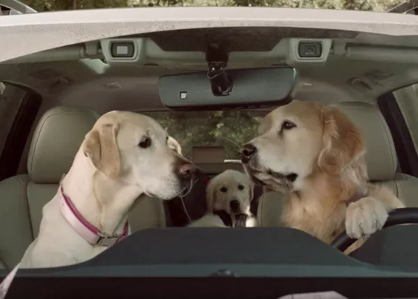 Vuelve la familia de conductores perrunos más genial del mundo, los Barkley en acción