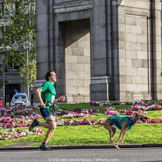 Canicross, agility, rollerjoring… Cómo alimentar a perros deportistas
