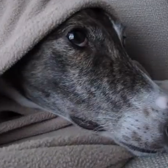 Los días felices de Doodad, una Galga adoptada, una profesional …