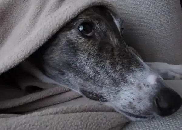 Los días felices de Doodad, una Galga adoptada, una profesional del sofá y la manta