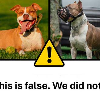 No, los perros Pit Bull no se convierten en más …