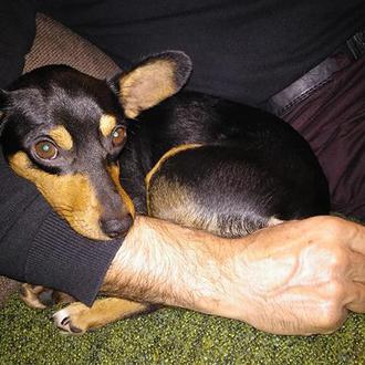 “Yo soy el alfa”: un 