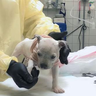 El primer tratamiento contra el parvovirus canino por fin cuenta …