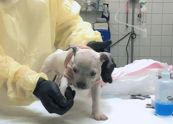 El primer tratamiento contra el parvovirus canino por fin cuenta con la aprobación del USDA, Trutect™ de Elanco