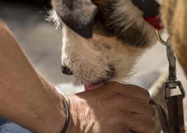 Más del 90% de las personas en situación de vulnerabilidad considera que su perro o gato es su principal fuente de apoyo social