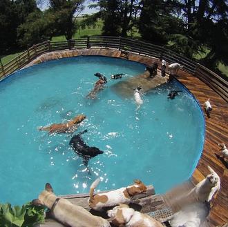 La finca de los canes felices: piscina, campo para correr …