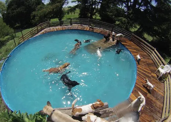 La finca de los canes felices: piscina, campo para correr, sofás y chimenea...  ¡ellos también quieren unas vacaciones así!