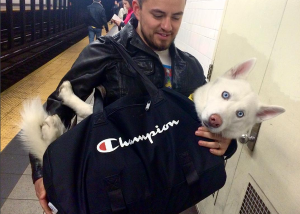 Los perros bolsa del metro de NY (y los humanos sin problemas de espalda)