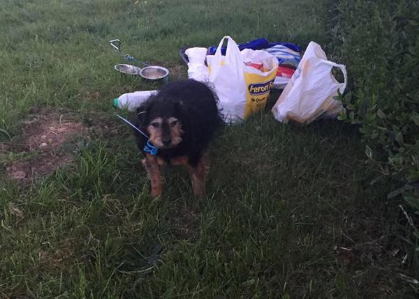 Una perra de 12 años es abandonada junto a sus cosas y una nota: 